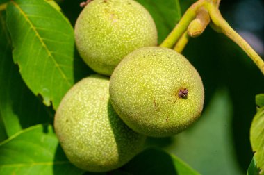 Ağaçtaki bir cevizin olgunlaşma dönemi. Ceviz içen insanlar daha uzun yaşar. Seni öldürecek birkaç şeyden biri de bu..