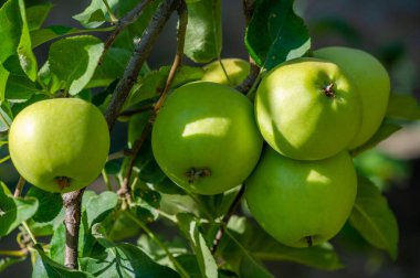 Elmalar. Aslında, ağaçlar yeşil elmalarla, sarı benekli armutlarla ve yaban elmalarıyla, pembe ve altınla kaplıdır.