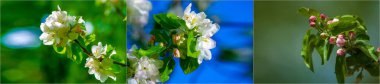 Elma ağacı çiçekleri. Malus Sieversii, Orta Asya 'da yetişen bir yabani meyvedir. Güney Kazakistan dağlarında yetişir. Bu ağaç, birçok yerli elma ağacının ana atası olarak kabul edilir..