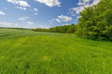 Bahar fotoğrafçılığı, genç mısır gevreği çekimleri. Olgunlaşmış buğday. Parlak güneşin altında yeşil fotosentez filizleri. Fosfor ve nitrojen gübreleri tanıtıldı