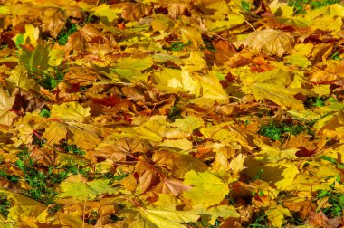 Sonbahar akçaağaç yaprağı, daha yüksek bir bitkinin düz bir yapısıdır. Direk sapına ya da gövdesine bağlı bir bıçağa benzer. Yapraklar fotosentez ve dönüşümün ana organlarıdır.