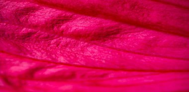 Hibiscus rosa-sinensis, Çin gülü, mor çiçekleri çiçek açmış, parlak ve bereketli altın merkezlerle doluydu.