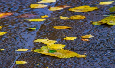 Sonbahar fotoğrafçılığı, sonbaharda yapraklar, yılın bu zamanında ağaçlar turuncu, kırmızı ve bakır çiçeklerden koparak canlanıyor.