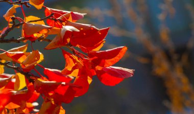 Ağaçların dallarında sonbahar yaprakları. Mandalina kırmızısı. Kaleydoskopik yapraklardan. Geçen yazın zümrüt halısında sonbahar sihrini örten bir duvar halısı yaratır.