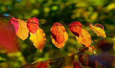 Sonbahar fotoğrafçılığı, sonbaharda yapraklar, yılın bu zamanında ağaçlar turuncu, kırmızı ve bakır çiçeklerden koparak canlanıyor.