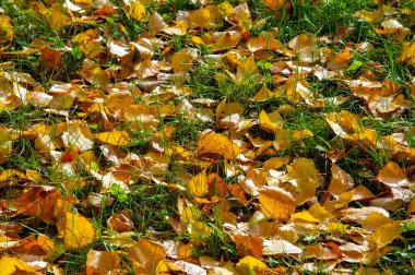 Yılın en güzel zamanı huş ağacının renkli sonbahar yaprakları, yaprakları kalp şeklinde ve beyaz kabuklu yaprak döken yapraklar..
