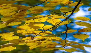 Sonbahar, fotoğraftaki sonbahar eskizi, sarı bordo kırmızı yapraklar, yaz dilekçesi, neşeli resimler.