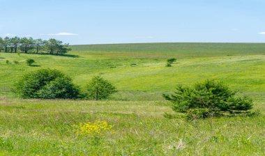 Yaz, çayır tarlaları, vadiler, çam ağaçları fındık ağacı, kır çiçekleri, dünyanın Avrupa bölgesi.