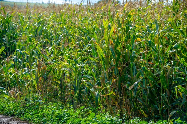 Corn a North American cereal plant that yields large grains, or kernels, set in rows on a cob. Its many varieties yield numerous products, highly valued for both human and livestock consumption.