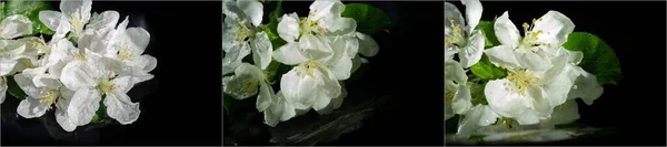 apple tree flowers. Malus sieversii - Apple blossoms are beautiful and fragrant. wild fruit growing in the mountains of Central Asia. is the ancestor of the most popular apple varieties.