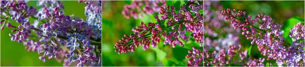 Purple or violet color Symbolizes love.beauty.and spirituality Fragrant aroma Used in erfumery.soaps.and lotions Grows on a bush like a plant with green leaves