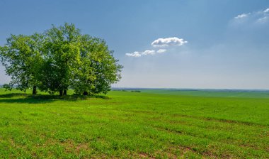  Bahar, genç yeşil buğday güneşte yetişir, ılıman ülkelerde yetişen en en önemli bitkidir, buğday, ekmek yapmak için toprak, vs. 
