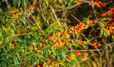 Deniz karabatağı, kalp hastalığı, deri durumu, ödem (iltihap) ve diğer hastalıkların tedavisinde kullanılır. Gıda ürünlerinde jöle, meyve suyu, safra ve sos yapımında deniz dikenli böğürtlen kullanılır.