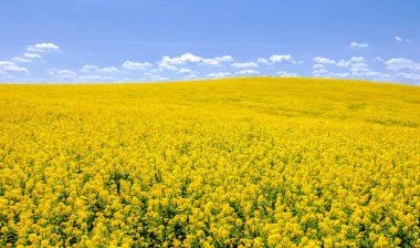 Kolza tohumu (Brassica napus subsp. Petrol zengini tohumlar sayesinde yetişen parlak sarı çiçekli kanola, önemli bir sebze yağı kaynağı ve protein unu kaynağıdır..