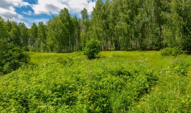 Yaz, tepe, tepeler, huş ağaçları dağların yamaçlarında büyürler. Yamaç boyunca dönen toprak bir yol, sıcak yaz günleri.