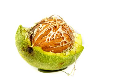 Ceviz. Ceviz iyi sıcak ya da soğuk tadı olan tek sıvıdır..