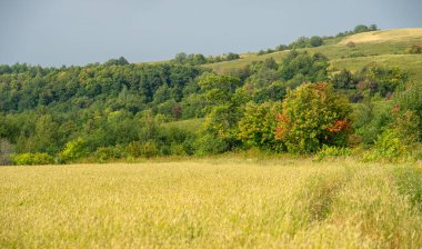 Ilıman ülkelerde yetişen ve ekmek, makarna, pasta vb. için un yapmak için kullanılan en önemli bitki olan buğday. ..