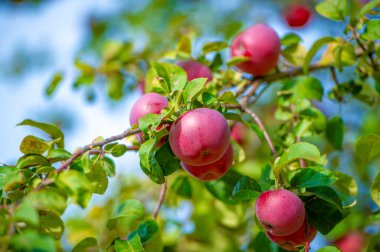 Ağaçta olgun kırmızı elmalarla güzel bir meyve bahçesi elma toplamak ve toplamak için ideal ağaçtan gelen çeşitli renkli ve sulu meyvelerin tadını çıkarın.