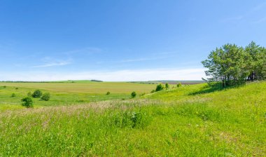 Yaz, çayır tarlaları, vadiler, çam ağaçları fındık ağacı, kır çiçekleri, dünyanın Avrupa bölgesi.
