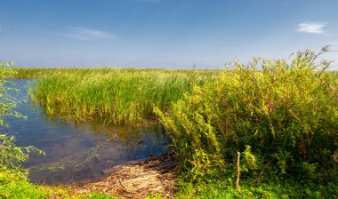 Yaz manzarası. Dünyanın Avrupa bölgesindeki bir nehir. Güneşli sıcak bir gün. Yeşil ağaçlar, çimenler. Mavi gökyüzü küçük bir bulut örtüsüyle.
