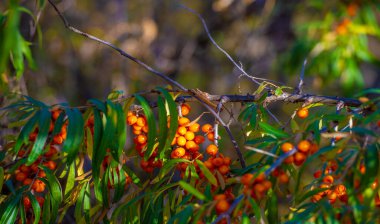 Deniz karabatağı, kalp hastalığı, deri durumu, ödem (iltihap) ve diğer hastalıkların tedavisinde kullanılır. Gıda ürünlerinde jöle, meyve suyu, safra ve sos yapımında deniz dikenli böğürtlen kullanılır.