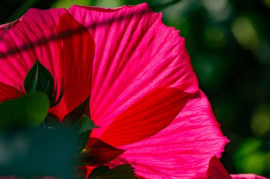 Hibiscus rosa-sinensis, Çin gülü, mor çiçekleri çiçek açmış, parlak ve bereketli altın merkezlerle doluydu.