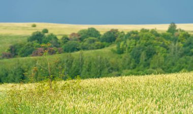 Yaz fotoğrafı. Ilıman ülkelerde yetişen ve ekmek, makarna, pasta vb. için un yapmak için kullanılan en önemli bitki olan buğday. ..