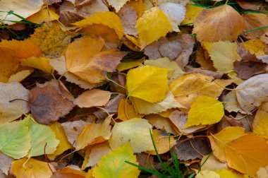 Huş ağacının renkli sonbahar yaprakları, yaprak döken, beyaz kabuklu ve kalp şeklinde yaprakları olan ağaç..