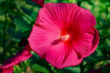 Hibiscus rosa-sinensis, Çin gülü, mor çiçekleri çiçek açmış, parlak ve bereketli altın merkezlerle doluydu.