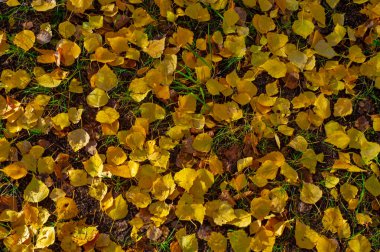 Yılın en güzel zamanı huş ağacının renkli sonbahar yaprakları, yaprakları kalp şeklinde ve beyaz kabuklu yaprak döken yapraklar..