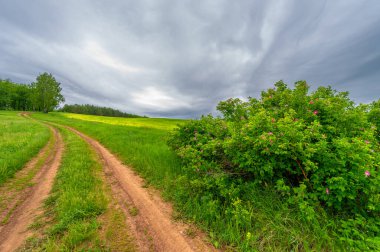 İlkbahar fotoğrafçılığı, kırsal alan, genç buğday tarlalarının arasından geçen toprak yol, bir yerden diğerine uzanan geniş bir yol, özellikle araçların kullanabileceği özel hazırlanmış bir yüzeye sahip olan bir yol.