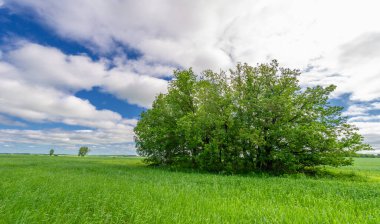 Bahar fotoğrafçılığı, genç mısır gevreği çekimleri. Olgunlaşmış buğday. Parlak güneşin altında yeşil fotosentez filizleri. Fosfor ve nitrojen gübreleri tanıtıldı