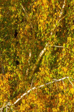 Huş ağacının renkli sonbahar yaprakları, yaprak döken, beyaz kabuklu ve kalp şeklinde yaprakları olan ağaç..
