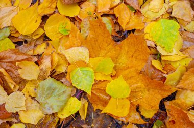 Yılın en güzel zamanı huş ağacının renkli sonbahar yaprakları, yaprakları kalp şeklinde ve beyaz kabuklu yaprak döken yapraklar..