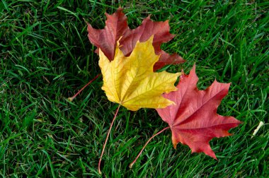Sonbahar akçaağaç yaprağı, daha yüksek bir bitkinin düz bir yapısıdır. Direk sapına ya da gövdesine bağlı bir bıçağa benzer. Yapraklar fotosentez ve dönüşümün ana organlarıdır.