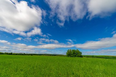 Bahar fotoğrafçılığı, genç mısır gevreği çekimleri. Olgunlaşmış buğday. Parlak güneşin altında yeşil fotosentez filizleri. Fosfor ve nitrojen gübreleri tanıtıldı
