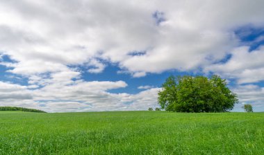 Bahar fotoğrafçılığı, genç mısır gevreği çekimleri. Olgunlaşmış buğday. Parlak güneşin altında yeşil fotosentez filizleri. Fosfor ve nitrojen gübreleri tanıtıldı