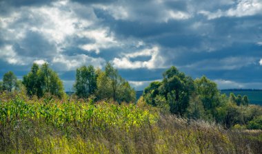  Büyük taneler ya da çekirdekler üreten bir Kuzey Amerika tahıl bitkisi mısır koçanı üzerine dizilmiş. Birçok çeşidi, hem insan hem de çiftlik hayvanı tüketimi için son derece değerli sayısız ürün sunuyor..