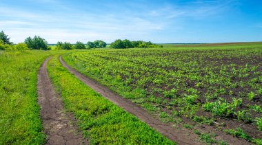 Yaz manzarası, bunaltıcı yaz günleri, ekilmiş tarlalarda mısır fideleri.