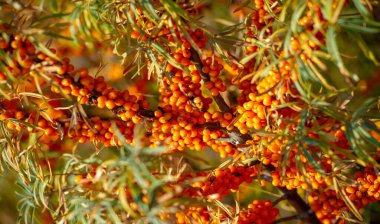 Deniz dikenleri A, B1, B2, B6, C ve diğer aktif bileşenleri içerir. Mide, bağırsak ülseri ve mide yanması belirtilerine karşı bazı aktiviteleri olabilir..