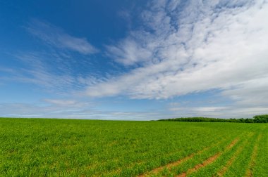 Bahar fotoğrafçılığı, bulutlu gökyüzü manzarası. Nitrojen ve fosfat gübreli genç buğday, yeşil lahanalar, tahıllar ve beyaz unun hazırlandığı tahıllar.
