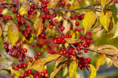 Malus baccata, toplu olarak Sibirya yengeci olarak bilinen ve bonsai yetiştirmek için kullanılan bir Asya elma ağacı. Bol kokulu beyaz çiçekleri ve 1 cm civarında yenilebilir kırmızı veya sarı meyveleri vardır. 