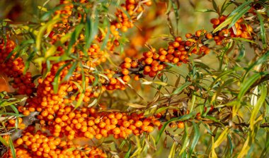 Deniz dikenleri A, B1, B2, B6, C ve diğer aktif bileşenleri içerir. Mide, bağırsak ülseri ve mide yanması belirtilerine karşı bazı aktiviteleri olabilir..