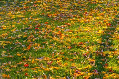 Sonbahar akçaağaç yaprağı, daha yüksek bir bitkinin düz bir yapısıdır. Direk sapına ya da gövdesine bağlı bir bıçağa benzer. Yapraklar fotosentez ve dönüşümün ana organlarıdır.