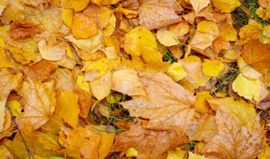 Sonbahar, sonbaharda yapraklar, yılın bu zamanında ağaçlar canlanıyor gibi görünüyor, turuncu, kırmızı ve bakır çiçeklerden koparak.