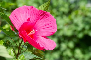 Hibiscus rosa-sinensis, Çin gülü, sadece yarı serttir, bu yüzden sık sık bir yaz çiçeği olarak yetiştirilir..