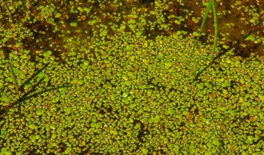 Yaz fotoğrafçılığı, sazlıklarla kaplanmış bir nehir, beyaz bulutlu mavi gökyüzü, ördek otuyla kaplanmış mavi su, nehir taşkını ovası, bunaltıcı yaz günü