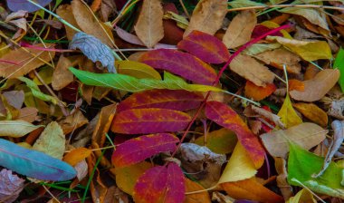 Sonbahar fotoğrafçılığı, sonbaharda yapraklar, yılın bu zamanında ağaçlar turuncu, kırmızı ve bakır çiçeklerden koparak canlanıyor.