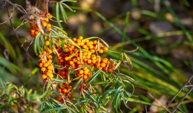 Deniz karabatağı, kalp hastalığı, deri durumu, ödem (iltihap) ve diğer hastalıkların tedavisinde kullanılır. Gıda ürünlerinde jöle, meyve suyu, safra ve sos yapımında deniz dikenli böğürtlen kullanılır.