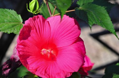 Hibiscus rosa-sinensis, Çin gülü, sadece yarı serttir, bu yüzden sık sık bir yaz çiçeği olarak yetiştirilir..